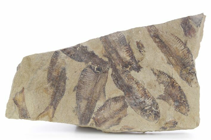 Fossil Fish (Gosiutichthys) Mortality Plate - Wyoming #357154